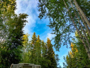 Blick in den Himmel auf dem Cheena River Campground in Fairbanks