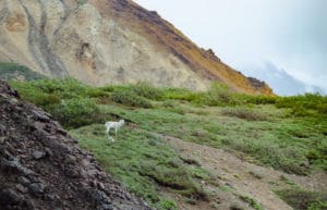 Dallschaf im Denali National Park