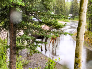 Elchkuh mit Kalb auf dem Campground im Denali National Park