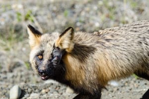 Rotfuchs auf dem Silver Trail