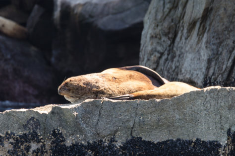 Seelöwe beim Sonnenbad
