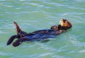 Seeotter im Hafen von Seward