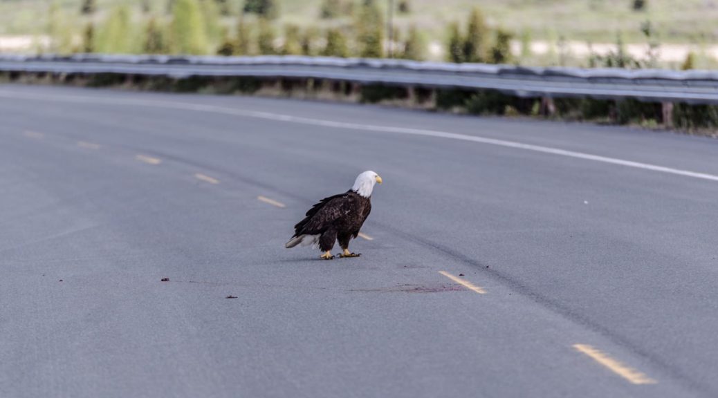 Ein Weißkopfseeadler macht sich über Roadkill her