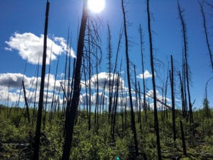 Verbrannte Bäume nach einem Waldbrand